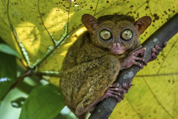 Quelles techniques avancées pour photographier la faune dans des conditions de faible luminosité?