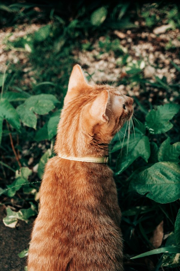 Quelle est l'efficacité des initiatives de jardins partagés dans la réduction de l'empreinte carbone des communautés ?